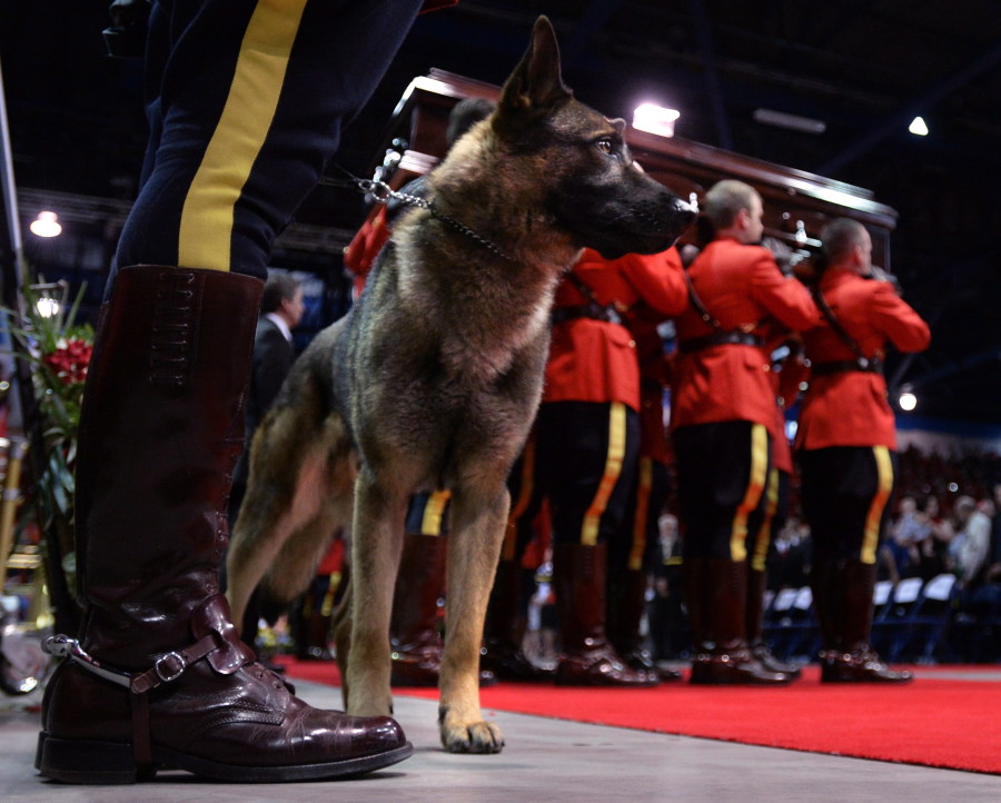 Danny, canine partner of slain RCMP officer Const. David Ross, is held as his Ross's casket is carried out of a regimental funeral at the Moncton Coliseum in Moncton, N.B. on Tuesday, June 10, 2014. THE CANADIAN PRESS/ Sean Kilpatrick