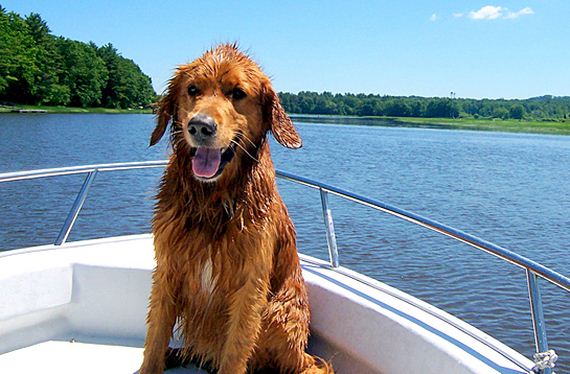 08-Dogs-Who-Have-Really-Enjoyed-Summer