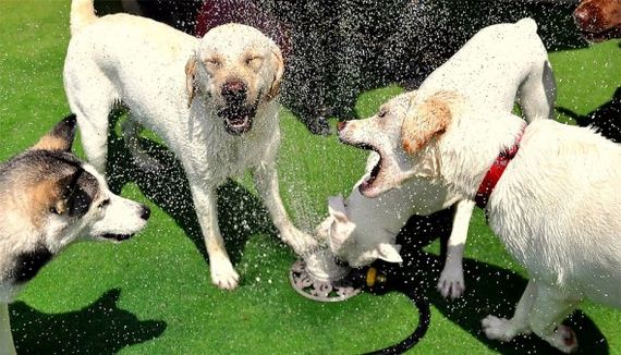 11-Dogs-Who-Have-Really-Enjoyed-Summer