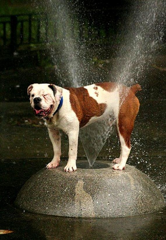 12-Dogs-Who-Have-Really-Enjoyed-Summer