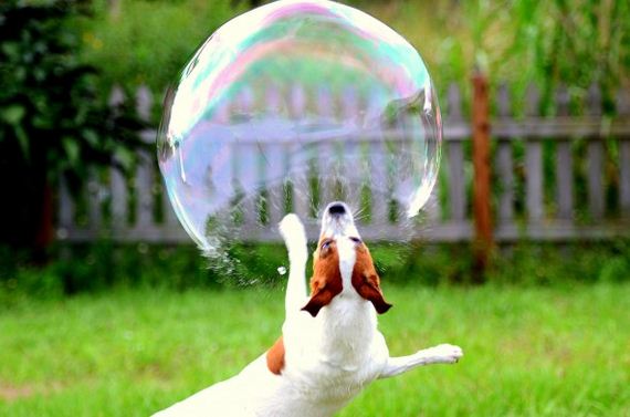 13-Dogs-Who-Have-Really-Enjoyed-Summer
