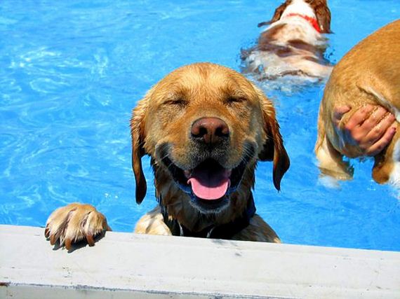 14-Dogs-Who-Have-Really-Enjoyed-Summer