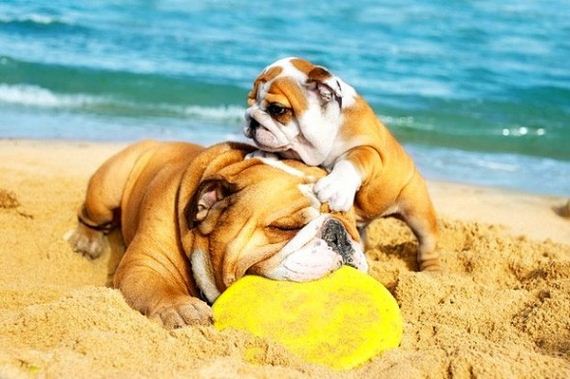 Dogs Who Have Really Enjoyed Summer
