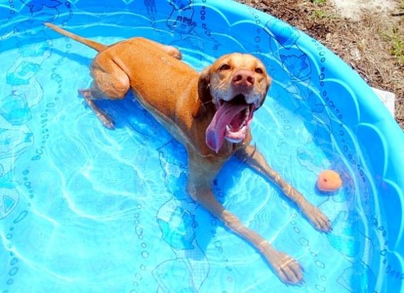 23-Dogs-Who-Have-Really-Enjoyed-Summer