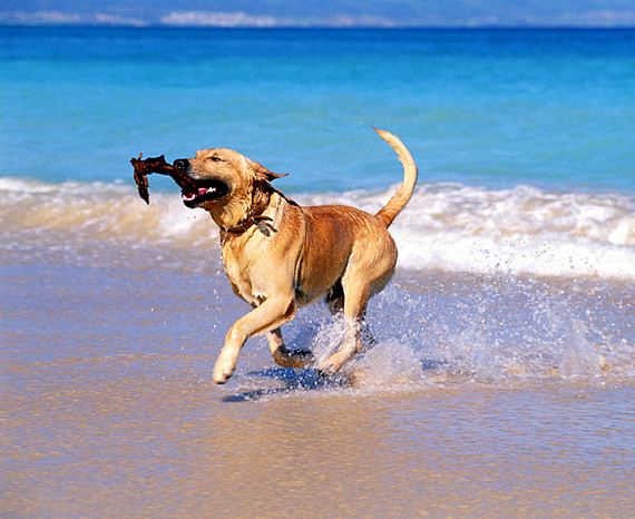 25-Dogs-Who-Have-Really-Enjoyed-Summer