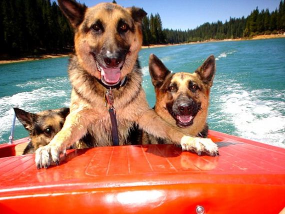 26-Dogs-Who-Have-Really-Enjoyed-Summer