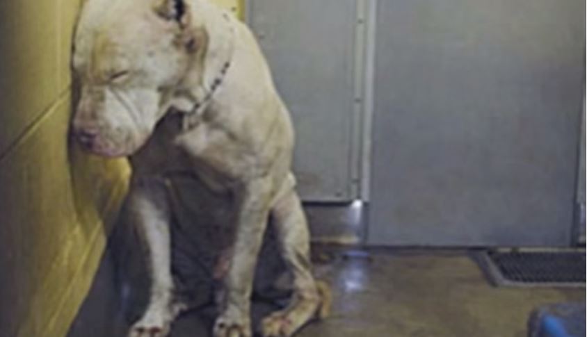 This Deaf Dog Was About To Be Put Down, But One Person Miraculously Changed It All