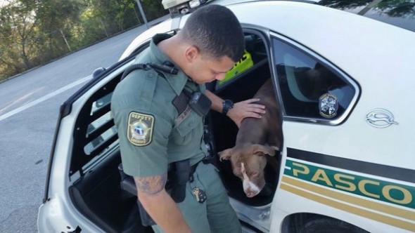 Pasco County Deputy Cares for Injured Dog with Beef Jerky
