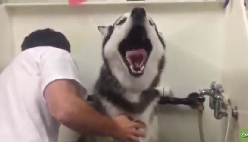 This Husky Has Something To Say About Bathtime – You Have To Hear This
