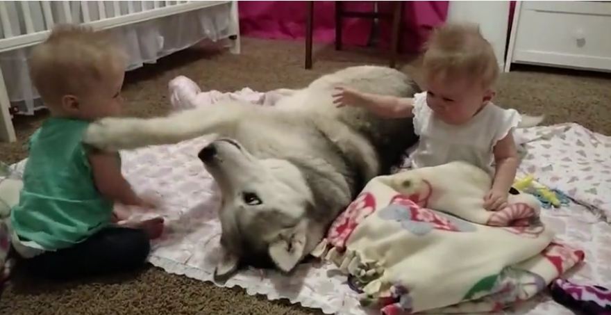 Loving Husky Has A Blast With Baby Twins