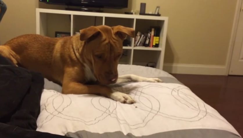 When This Pit Bull Meets A Ladybug, The Cutest Battle Begins