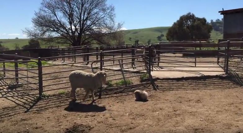 This Tiny Fluffball Of A Dog Tries To Herd Sheep — And It’s Obviously Hilarious