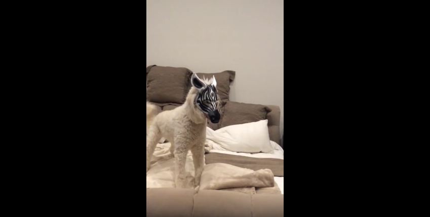 Dog in a Mask Freaks out Orange Cat