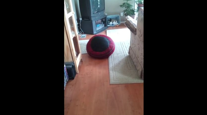 Dog Roomba
