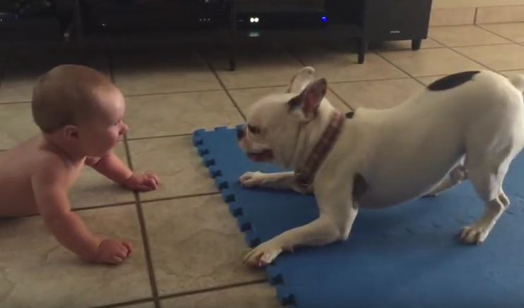 This Frenchie Has This Baby Rolling On The Floor Laughing (Literally!)