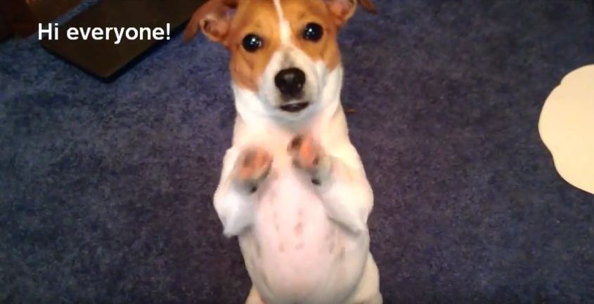 Teen Makes Powerful Anti-Bullying Video With The Help Of Her Jack Russell
