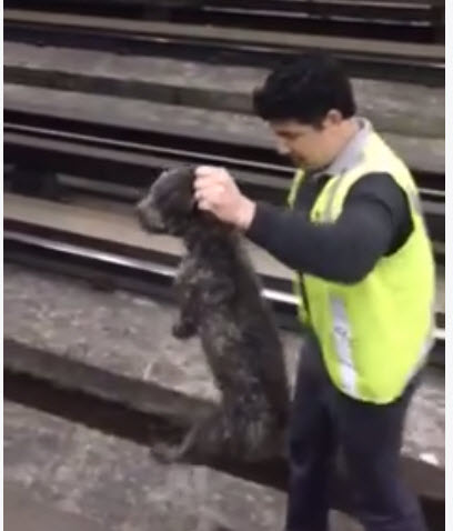 Train Conductor Stops Train and Rescues Dog