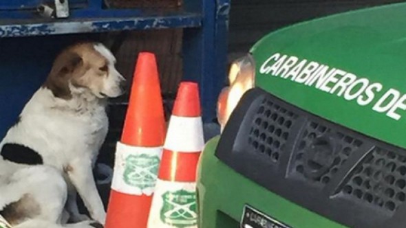 Homeless Man Dies and His Loyal Dog Stays by His Side