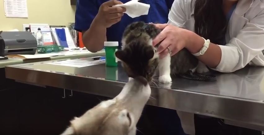 Husky Comforts Kitten After Getting Shots At The Vet
