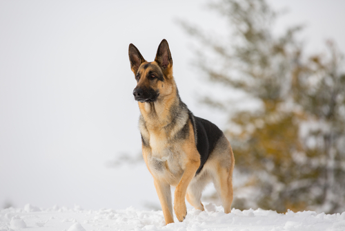 From The Vet: What You Can Do Now To Make Winter Easier For Your Pup