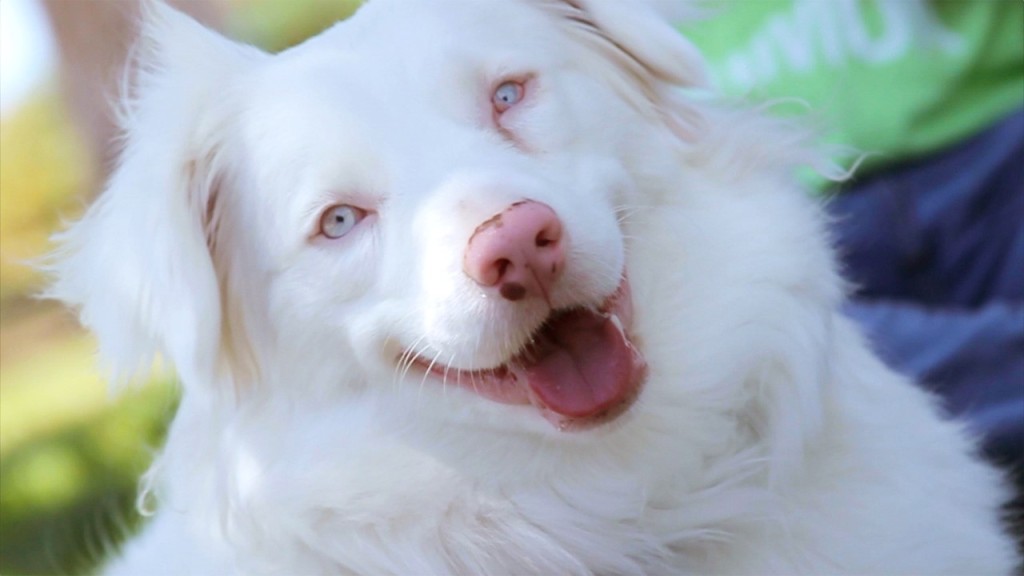 Born With A Rare Genetic Disorder And Both Blind And Deaf, This Dog Proves Love Is All You Need.