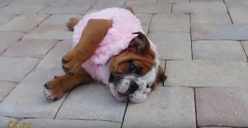 Rolley-Polley Bulldog Pup Can’t Get Up