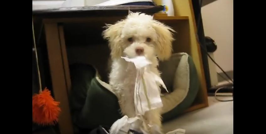 Mom Just Busted This Pup Tearing Up Paper Towels. Her Reaction? Pretty Funny!