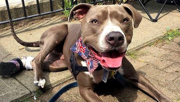 Puppy Tied To Train Tracks Wins Therapy Dog of the Year Award