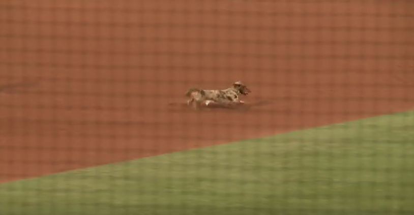 A Wiener Dog Race Turned Into The Cutest Debacle On Live Television