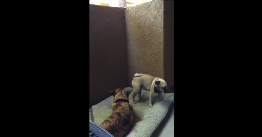 Pug throws temper tantrum over a bone