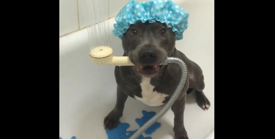 Think this dog is ready for a shower?