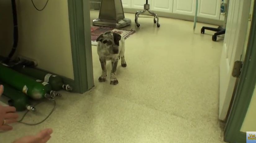 When This Little Puppy Came In, He Couldn’t Walk, But Now He’s Just As Playful As Ever