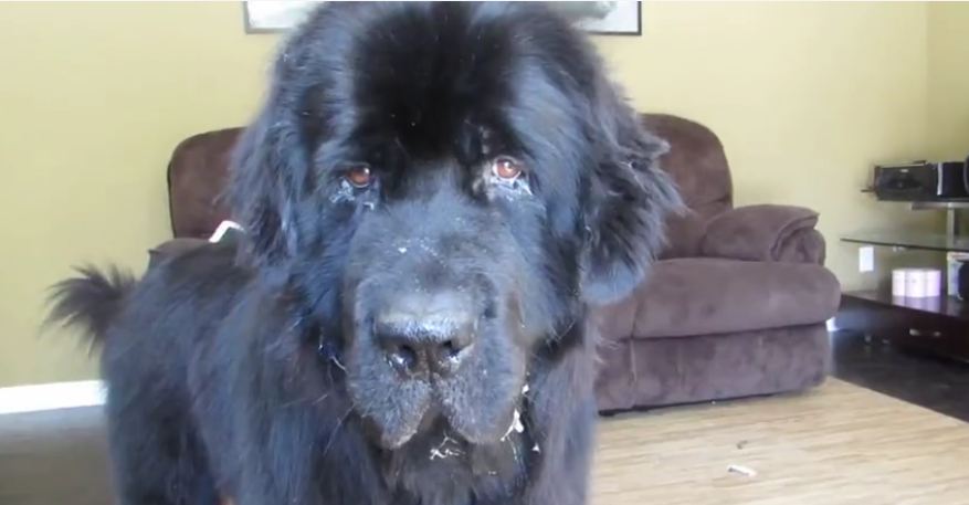 Clever dog finds toddler hiding in backyard