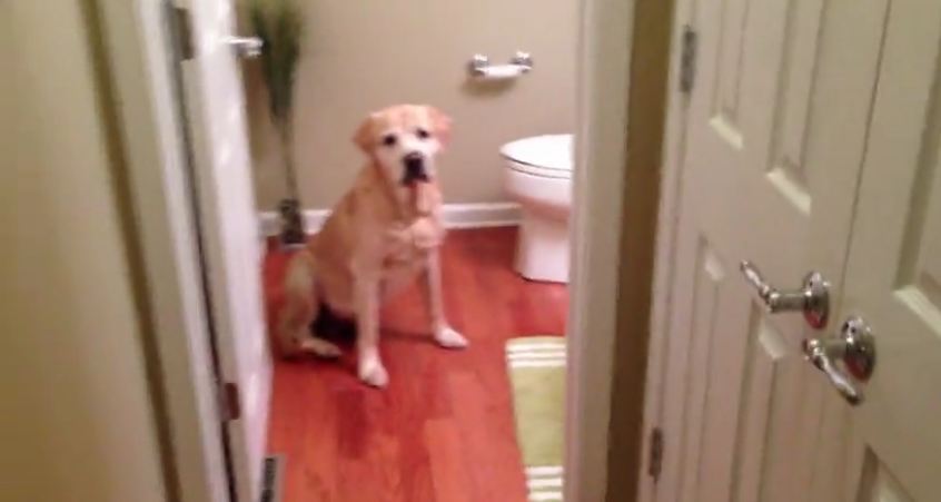 Clever dog finds hidden treats around the house