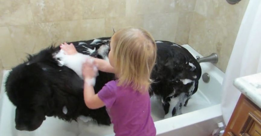 Toddler gives giant dog a bath