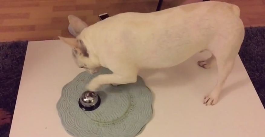 Dog learns to ring bell for treats