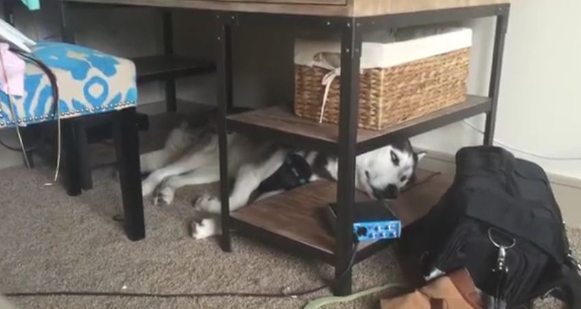 Dreaming Husky talks in his sleep