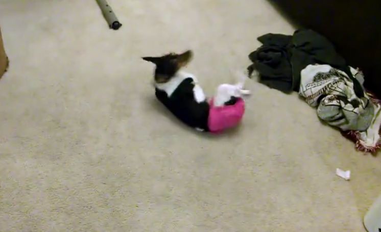 Rat Terrier demonstrates new tricks