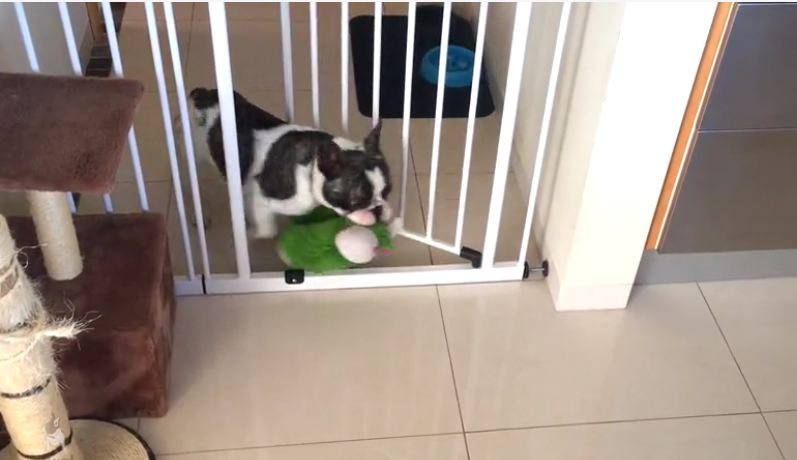 French Bulldog struggles to bring toys through gate