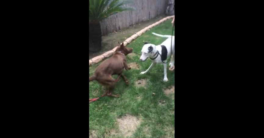 Blind Great Dane puppy learns to socialize