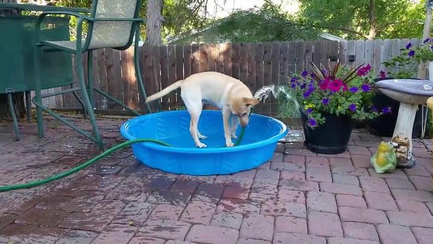 Smart Dog Can Fill Up Her Pool All By Herself