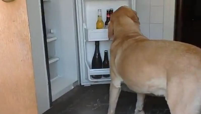 Dog trained to fetch a beer!