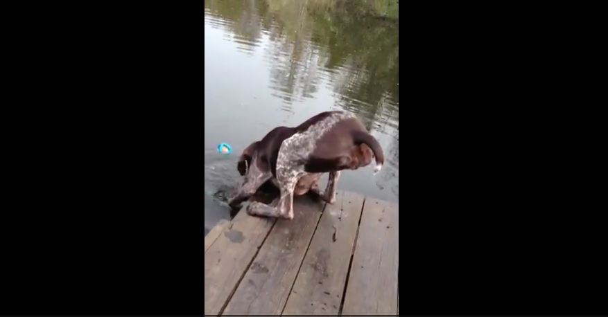 Dog Drinks Lake Water to Fetch Ball!