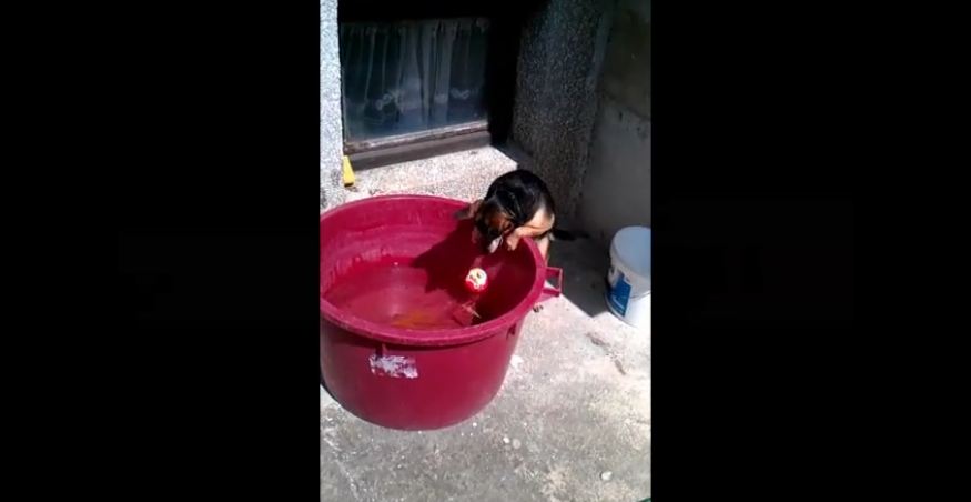 Ball in water proves challenging for determined dog