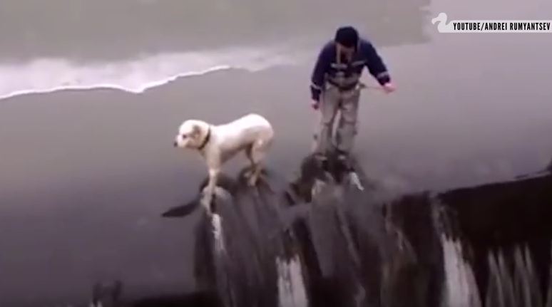 Video Showcases Humans Rescuing Dogs Because… They Would Do The Same For Us