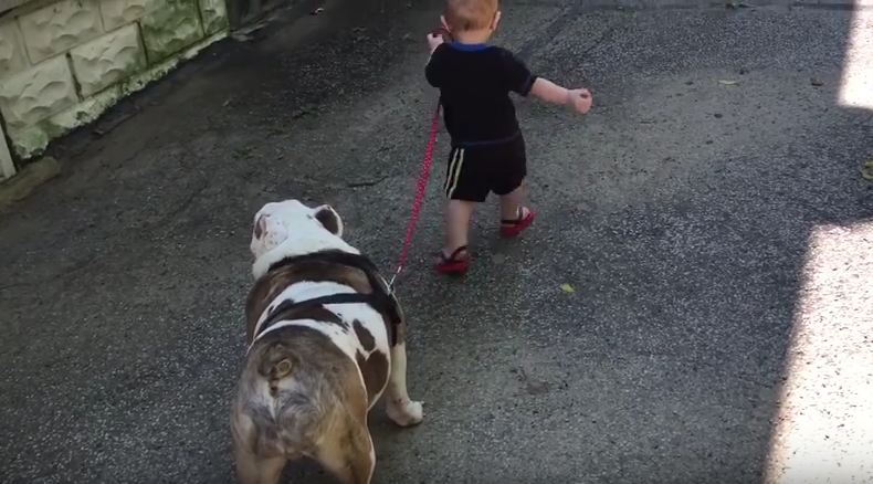 Baby Adorably Attempts To Take A Bulldog On A Walk — But He’s Just Not Having It