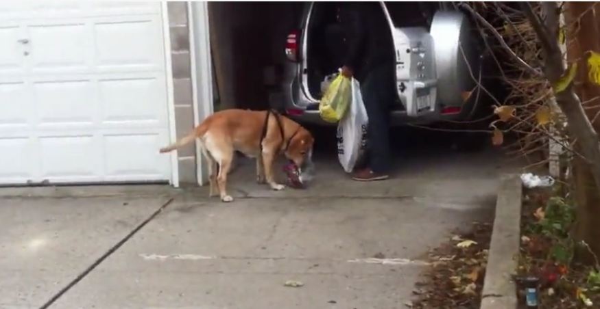 Dog helps owner bring groceries into the house