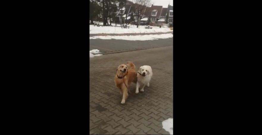 Young Golden Retriever helps walk aged dog