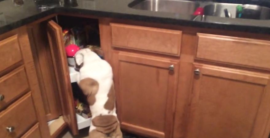 Sneaky puppy knows where to find treats