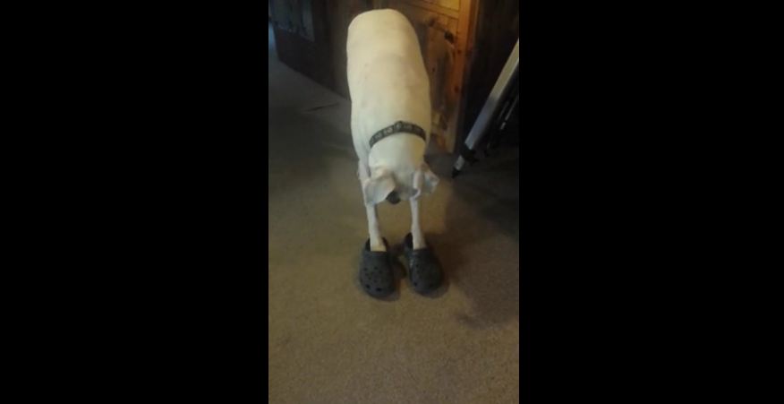 Boxer walks in a pair of Crocs better than humans!